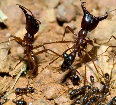 The ant column carries away food, millions of eggs, and the queen. At over 2 inches (5.1 cm) long, she is the largest ant on Earth. She can lay up to two million eggs each month.