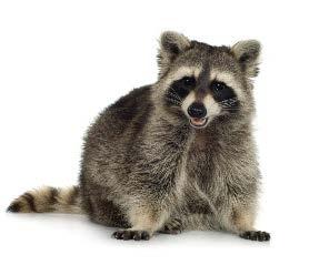 2009-2016 Distemper in Raccoons and Other Wildlife Canine distemper is a highly contagious viral disease that causes a two-phase fever, coughing, nasal and ocular discharges, vomiting and diarrhea.