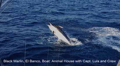 But it looks like El Banco has a pulse again. Maybe we ll see some Yellowfin Tuna, now that would be nice. Corbeteña has been picking up in numbers and species.