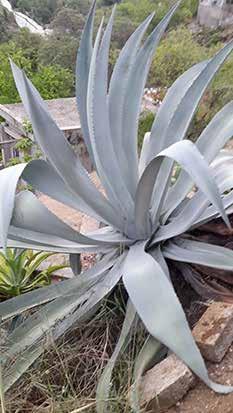 ) The - up to - three hundred varieties of Agave are native to the whole of Mexico, Central America, and the Southwestern U.S. desert.