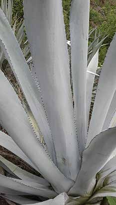 By law, the Blue Agave plant is the only agave that can be used in the production of tequila.