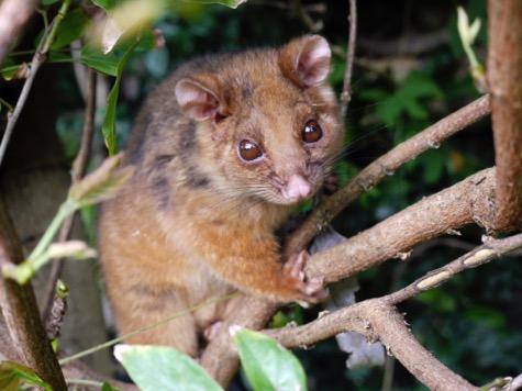 Ringtail Possum Sonata (music and excerpt from the first movement of Sonata in C by Mozart) My nest is called a drey, And I sleep there all day.