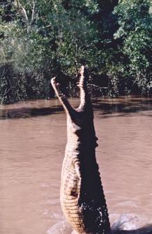 Australia has two sorts of crocodiles, that live in the northern part of Australia.