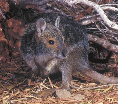 For many of these studies, such as for the declining Brush-tailed Rabbit-rat, the incidence of fi re is a significant factor in explaining the observed pattern of distribution, with sites being