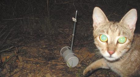 Cats In many other parts of Australia, there is clear evidence that non-native predators (cats and foxes) have been the major cause of decline of native mammal species.
