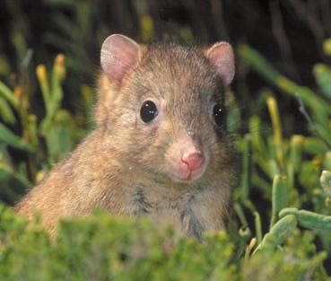 The Australian mammal fauna At the time of European settlement, the native land mammal fauna of Australia and its offshore islands comprised 308 species.