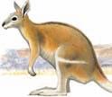 In other cases, such as the two rabbitrats, the species formerly occurring in southern Australia has become extinct, whereas its northern Australian counterpart has