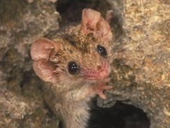 All Australian quolls have fared badly since European settlement for a range of reasons.