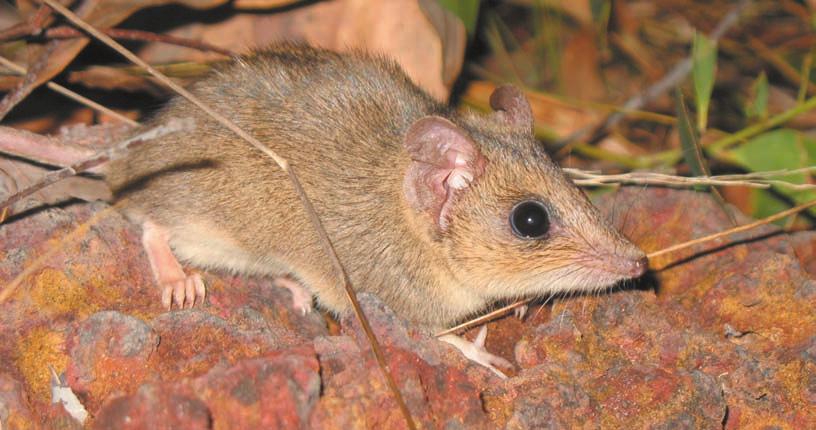 Right: Butler s Dunnart, a poorly known and declining species restricted to the Tiwi Islands and a small area in the north Kimberley.