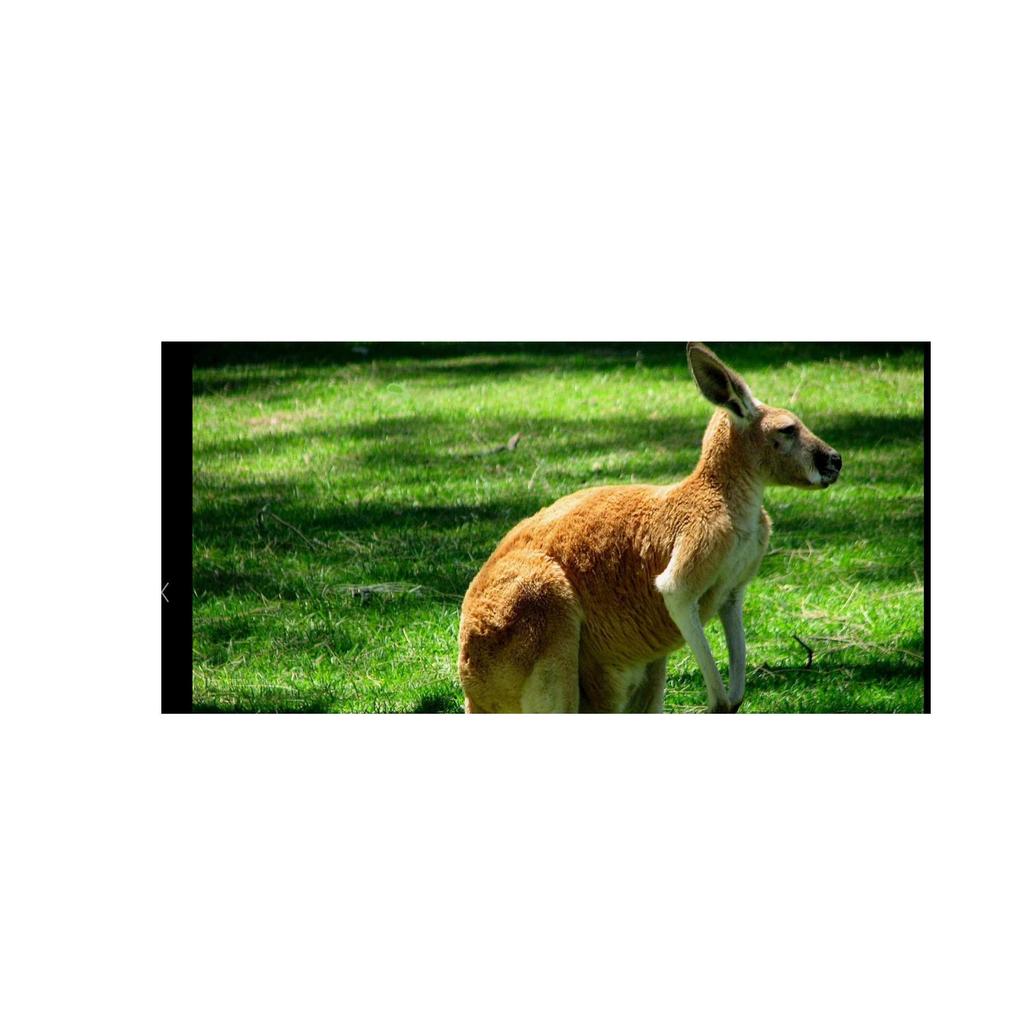 Kangaroo Facts by Amy Kangaroos can't walk because they can't move their back legs separately. Amazingly, baby kangaroos are born blind because they are only 2cm long when they are first born.