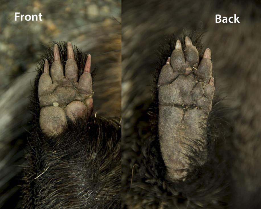 11 Front and hind foot of a Cape porcupine.
