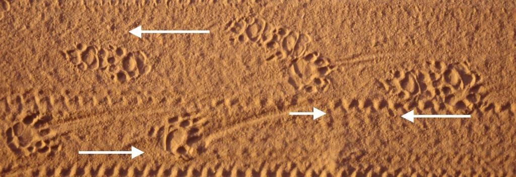 North African porcupine walking trails in fine sand, sometimes the claws