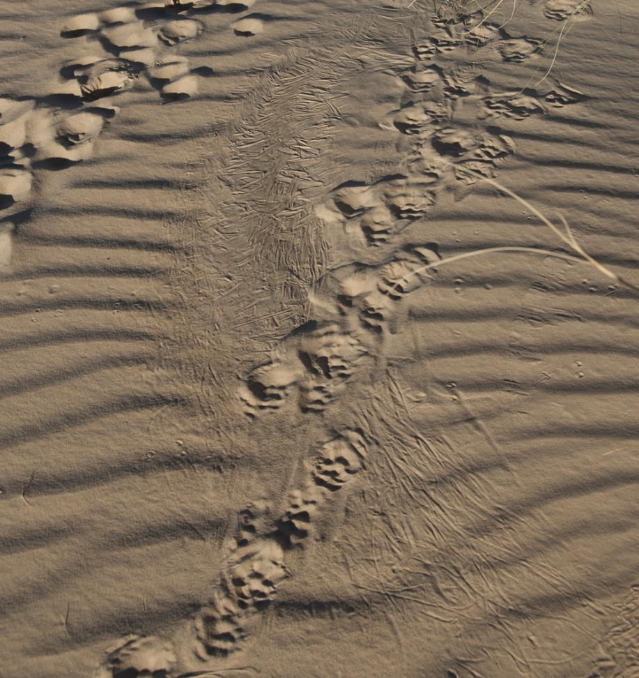 15 Cape porcupine tracks on a sand dune, several individuals were present.