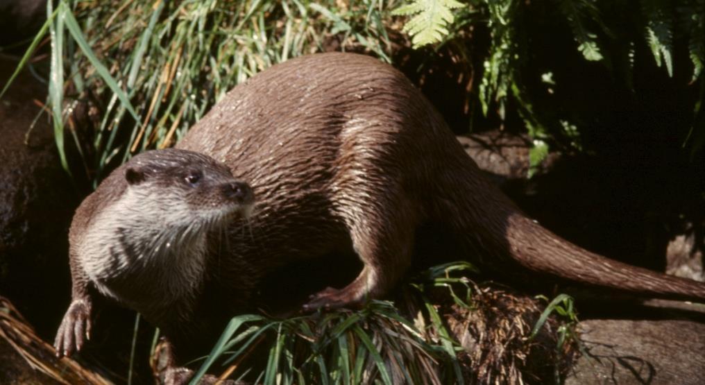 16 Common Otter - Lutra lutra The common otter, or Eurasian otter, only