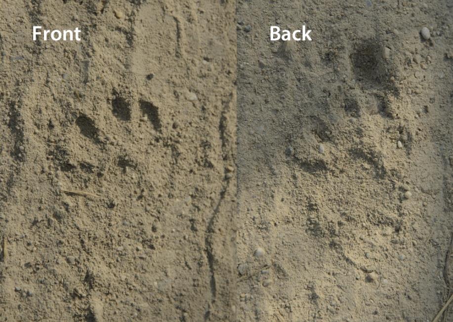 18 Tracks of a common otter in damp sand.