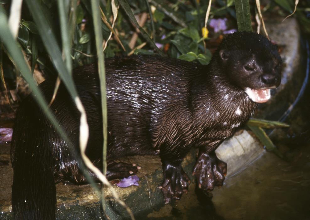 19 Spotted-Necked Otter - Hydrictis maculicollis Of the three otter species occurring in sub-saharan Africa, only this species has true webbing between the toes and claws on the feet.