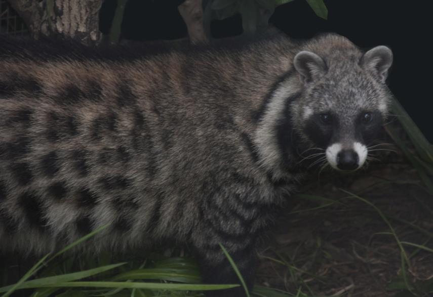 21 African Civet - Civettictis civetta The tracks of this species could be confused with those of a small