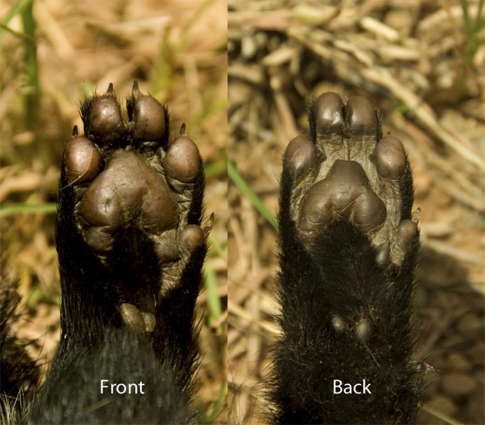 23 African civet feet photographed from underneath.