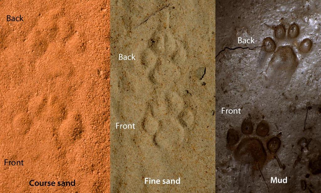 24 African civet tracks in different substrates.