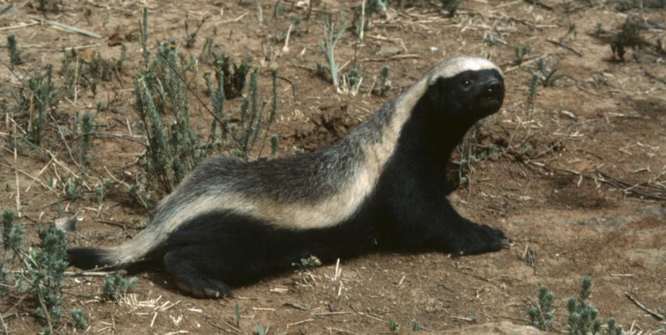 3 Honey Badger (Ratel) - Mellivora capensis This stocky, medium-sized carnivore has large feet for its size; the front feet are equipped with long (up to 25 mm), powerful claws for digging.