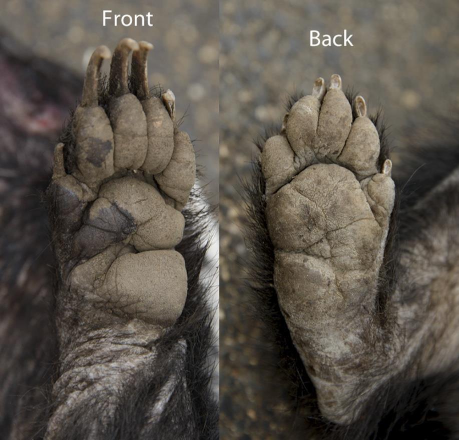 5 On the front foot of a honey badger, note the substantial pads and the well developed claws for