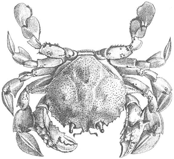 1096 Crabs Ashtoret lunaris (Forsskål, 1775) En - Yellow moon crab.