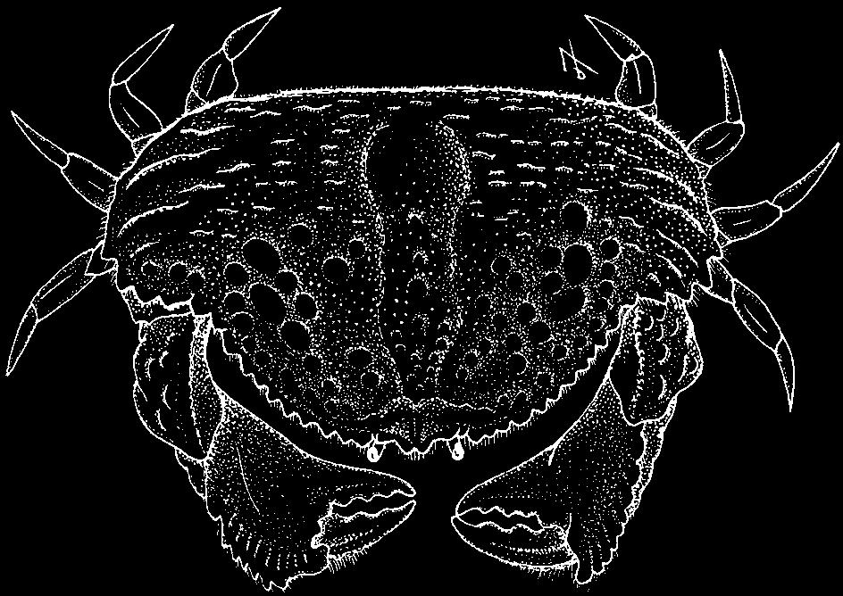Calappidae 1097 Calappa hepatica (Linnaeus, 1758) En - Reef box crab.