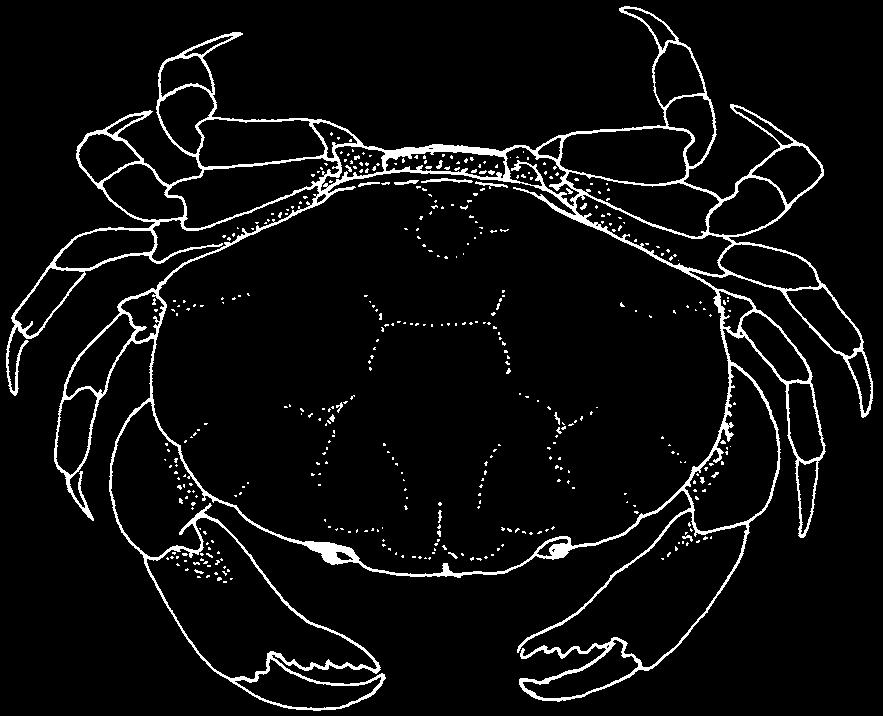 1102 Crabs Atergatopsis signatus (Adams and White, 1848) En - Giant egg crab. Maximum carapace width 12 cm.