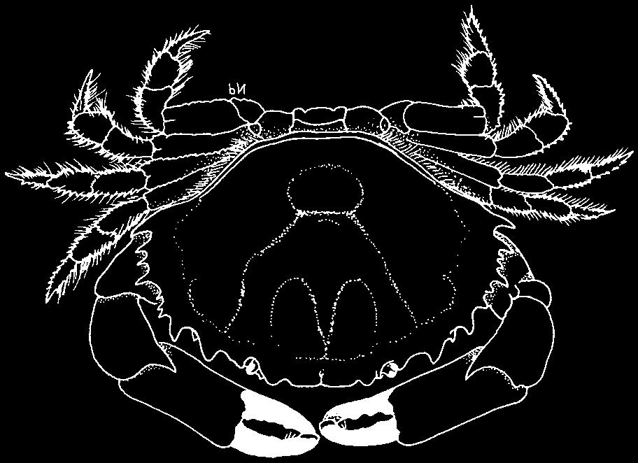 Maximum carapace width 12 cm. In reefs or among rocky substrates, from the intertidal zone to a depth of 20 m.