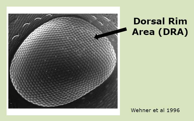Direction cues in desert ants II : Polarization Compass Insects can see the polarization pattern of the sky in the Dorsal Rim Area of