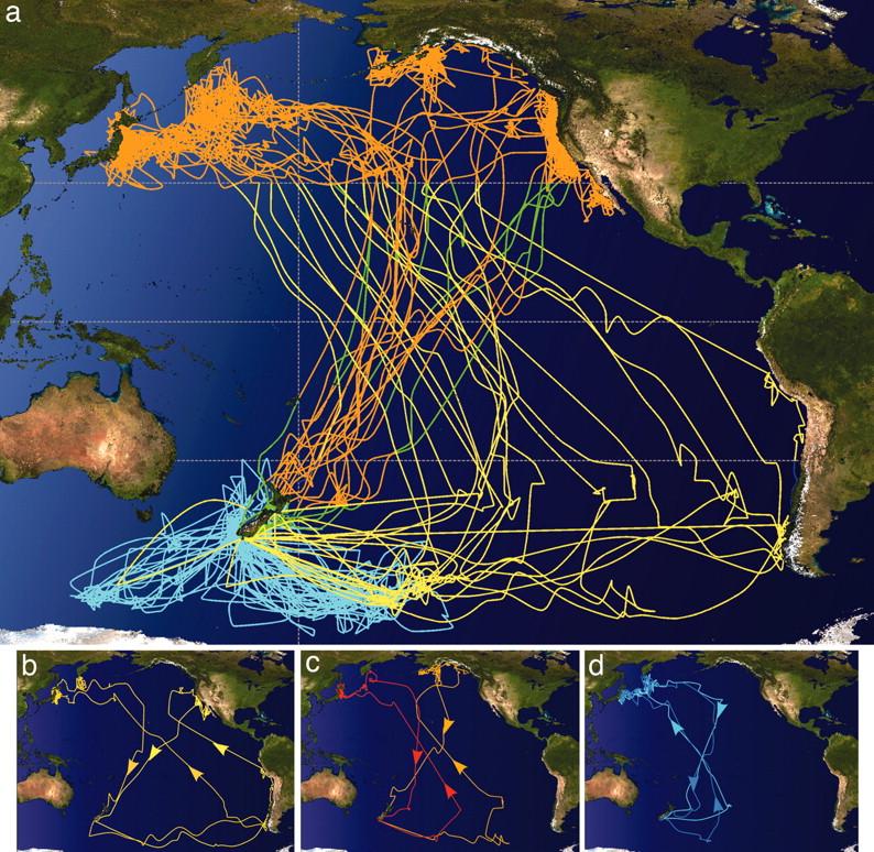 Shearwater migration across the pacific
