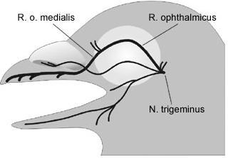 Mechanism for sensing magnetic intensity in birds Magnetite is found in the upper beak of birds: (from Fleißner et al.
