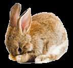 HOUSING AND RUNS Rabbits are very active animals and need about eight hours of exercise daily to keep healthy.