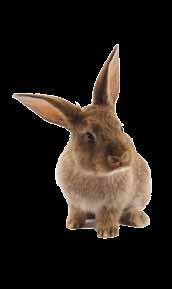 DENTAL CARE Dental disease is the most common reason that rabbits are brought to us for treatment. Adult rabbits have 28 teeth that grow continuously throughout their life.