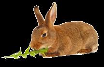 POISONOUS PLANTS Many people allow their rabbit free run of the garden during the summer months believing that they will instinctively avoid eating poisonous plants.