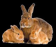NEUTERING We recommend that all male and female rabbits should be neutered, unless they are intended for breeding. What is neutering?