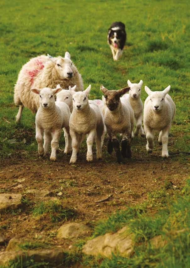 Take control 9 of fluke in sheep and lambs Contains