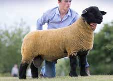 Won 3rd prize gimmer Balmoral 2015, maternal sister to Lakeview Queen of the Maze, Balmoral Champion 2014, 2015 and 2016.