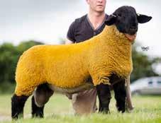 We offer for sale, gimmers from some of our best bloodlines, and once again the exciting opportunity to purchase an ET Dark Diamond pregnancy from our very best ewe.