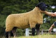 Carony Cool Cat sold to Keith Denby and Thomas Darling. Ewe lambs sold to 2000gns twice to MJ Cornish.