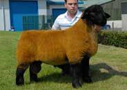 Sire of Carony McIlroy Reserve Champion National Sale 2014 sold to Landle Flock.