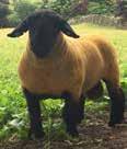 Sire of 3600gns lamb sold to Richard Fitton National Sale this year and Carony Mega Mix sold to Rookery flock Stirling 2016 for 3200gns.