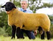 Reference to Sires Redbrae Rambo (ARR/ARR) Sire Ardlea Atomic, purchased Stirling 2015 for 10,000gns. Grown into a great stock ram with lambs selling to 3,400gns and 3,000gns twice.