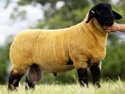 The flock s own show gimmer, a Doodlebug daughter won Breed Champion at Angus, Echt, AND New Deer Shows also 5th prize at this year s Royal Highland Show. His lamb rams have sold to 2000gns twice.