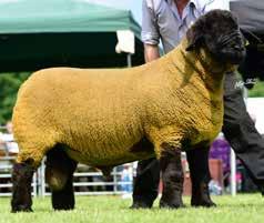 In 2015 the flock achieved its first Stirling Champion, selling for 14,000gns, and top average of 5390.