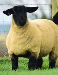 34 Reference to Sires AR Gault 37 Carntall Road, Newtownabbey, Co Antrim, BT36 5SQ Reg. Flock Code AOR Forkins Cloontagh Chieftain 31,000 Roscrea Champion.