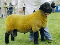 In 2011 and 2016 Roundacre exhibited at the Royal Highland Show and won: 2011 1st prize shearling ram Cairness Kaos 1st prize aged ram Strathisla Xtasy 39 2016 2nd and 3rd prize ewe lambs in a strong