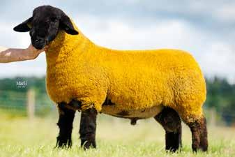 Dam: CAL:12:082 by KINGS KABUL (95831) Dam is the best ewe, Kings and is breeding extremely well, sons include the 3800gns Rock of Ages.