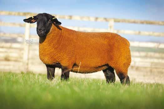 6 CLOVER SHEEP FEEDS A comprehensive range of commercial and pedigree feeds available Lakeview Gimmer sold for 7,800gns.