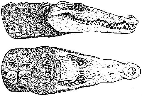 BIOLOGY OF THE NILE CROCODILE The most striking characteristic about crocodilians are their size. Nile crocodiles are large reptiles that can grow to more than 5.